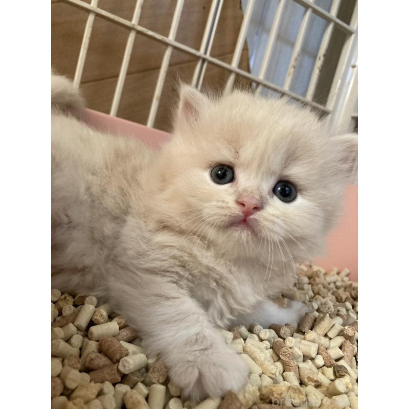 販売中の三重県のスコティッシュフォールド-128469の7枚目