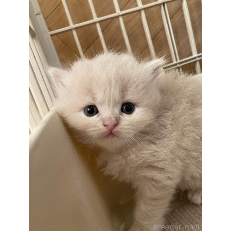 販売中の三重県のスコティッシュフォールド-128469の2枚目