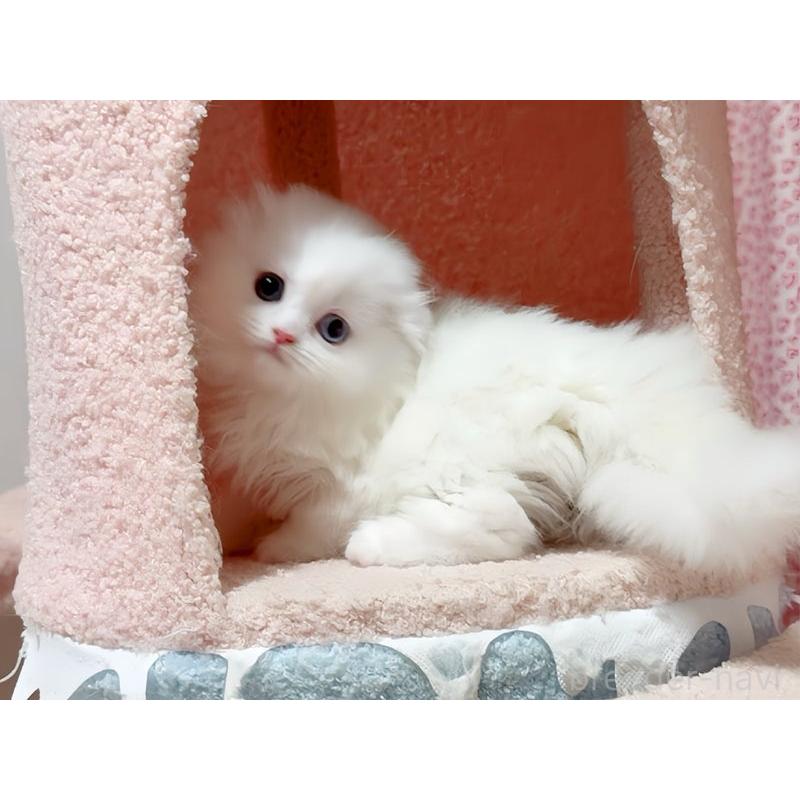 販売中の愛媛県のスコティッシュフォールド(折れ耳)-128471の5枚目
