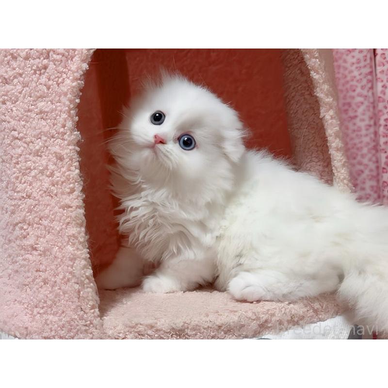 販売中の愛媛県のスコティッシュフォールド(折れ耳)-128471の4枚目