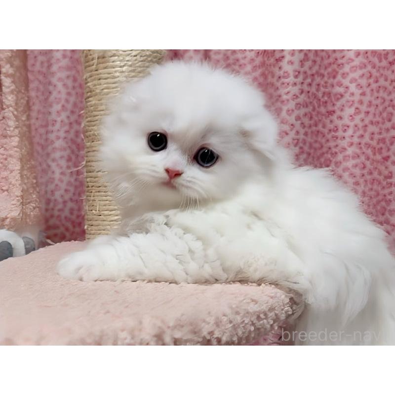 販売中の愛媛県のスコティッシュフォールド(折れ耳)-128471の3枚目