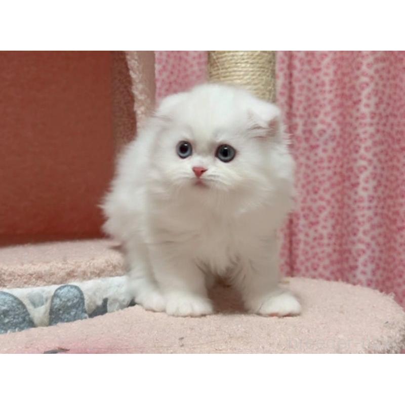 販売中の愛媛県のスコティッシュフォールド(折れ耳)-128472の4枚目