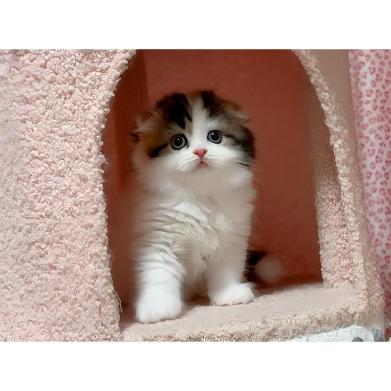 販売中の愛媛県のスコティッシュフォールド(折れ耳)-128473の4枚目