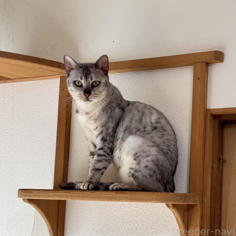 販売中の福岡県のベンガル-123683の4枚目