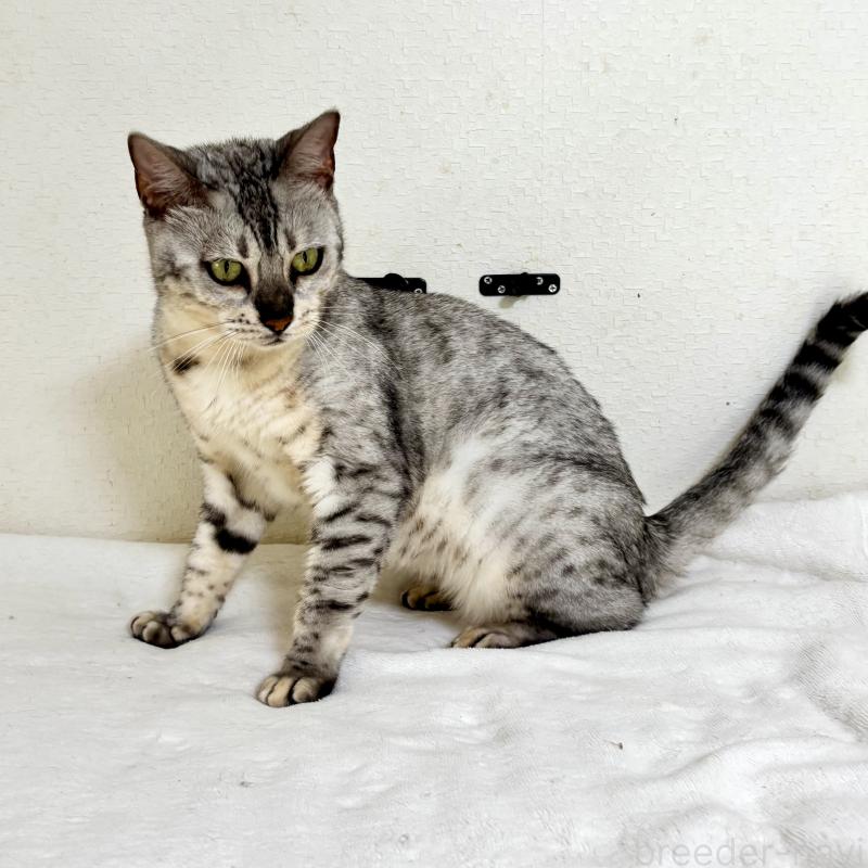 販売中の福岡県のベンガル-123683の3枚目