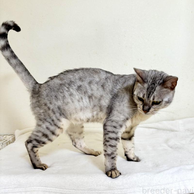 販売中の福岡県のベンガル-123683の2枚目