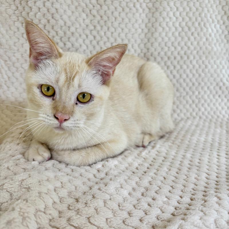 販売中の福岡県のラパーマ-110521の9枚目