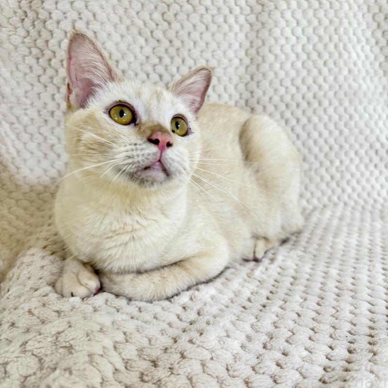 販売中の福岡県のラパーマ-110521の8枚目