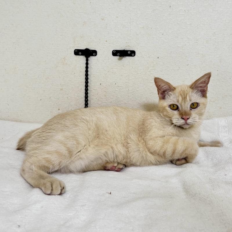 販売中の福岡県のラパーマ-110521の7枚目