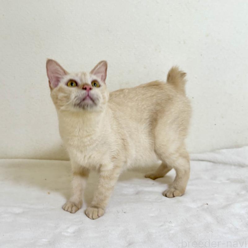 販売中の福岡県のラパーマ-110521の6枚目