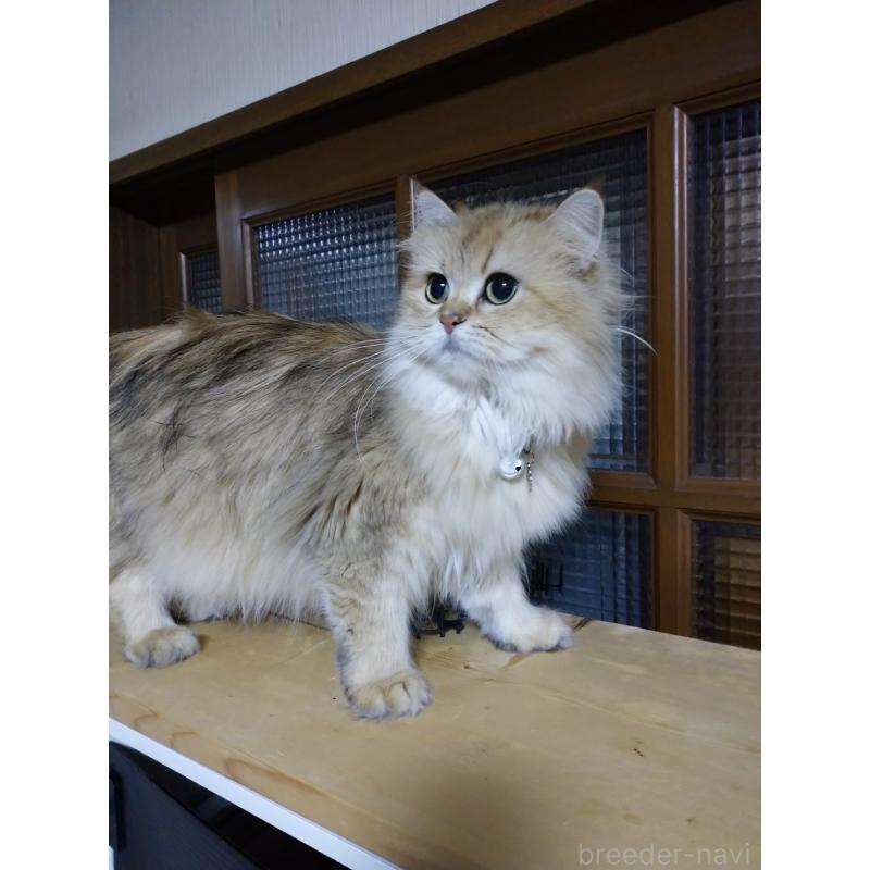 ねねちゃん1枚目
