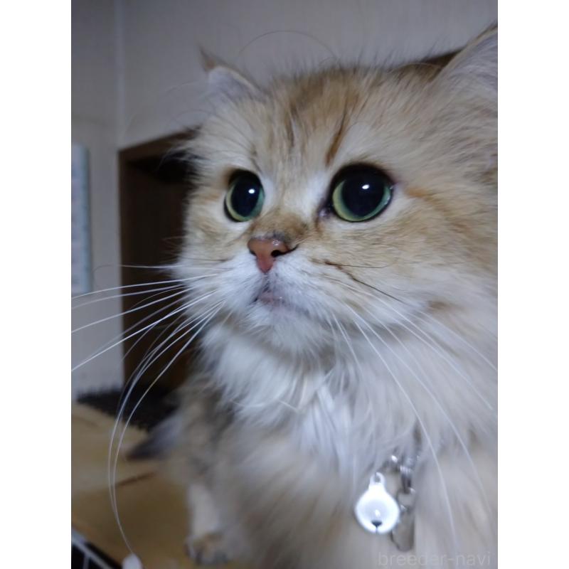 ねねちゃん1枚目