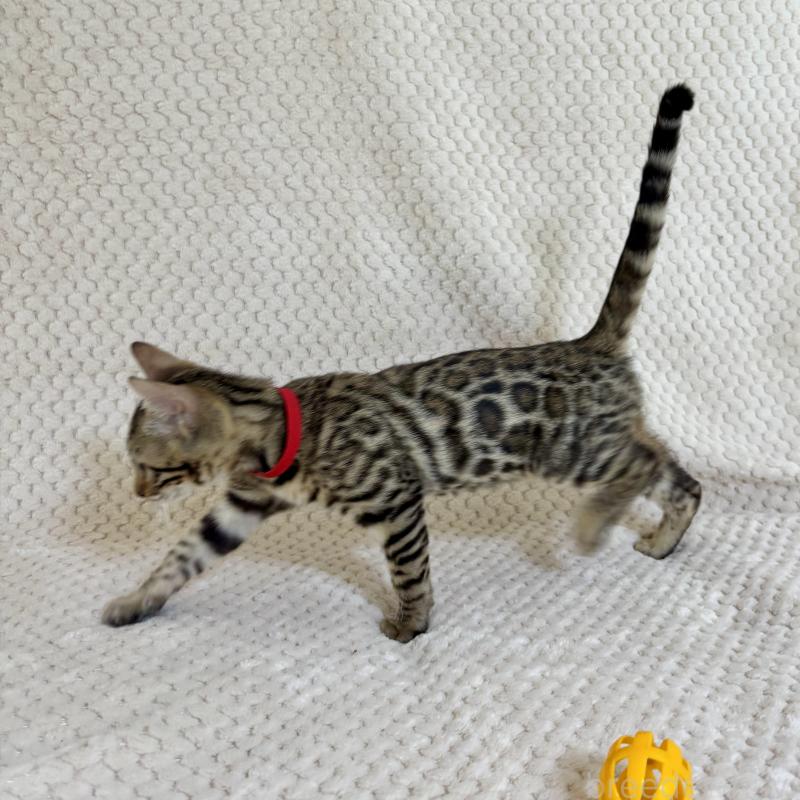 販売中の福岡県のベンガル-123797の4枚目