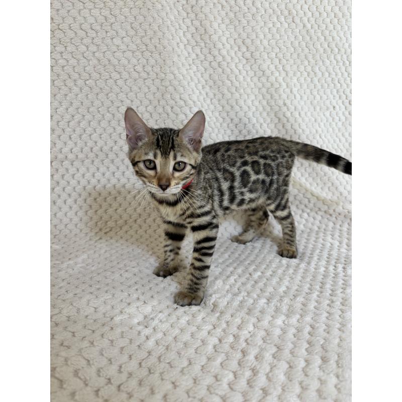 販売中の福岡県のベンガル-123797の3枚目