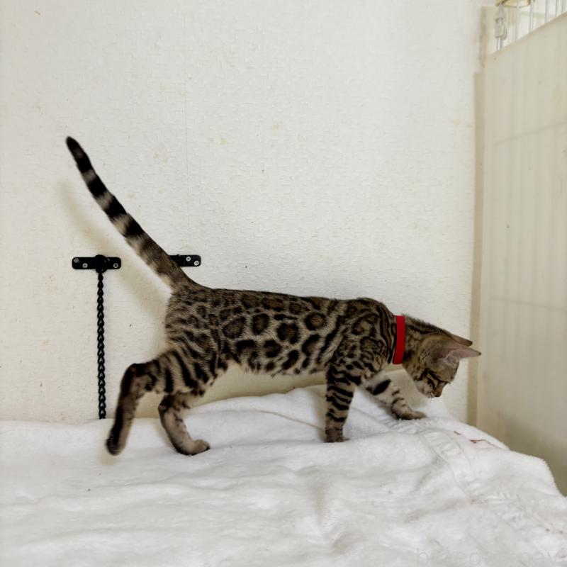 販売中の福岡県のベンガル-123797の2枚目