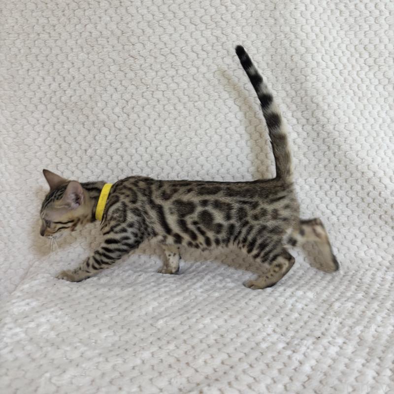 販売中の福岡県のベンガル-123796の4枚目