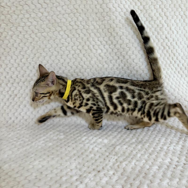 販売中の福岡県のベンガル-123796の3枚目