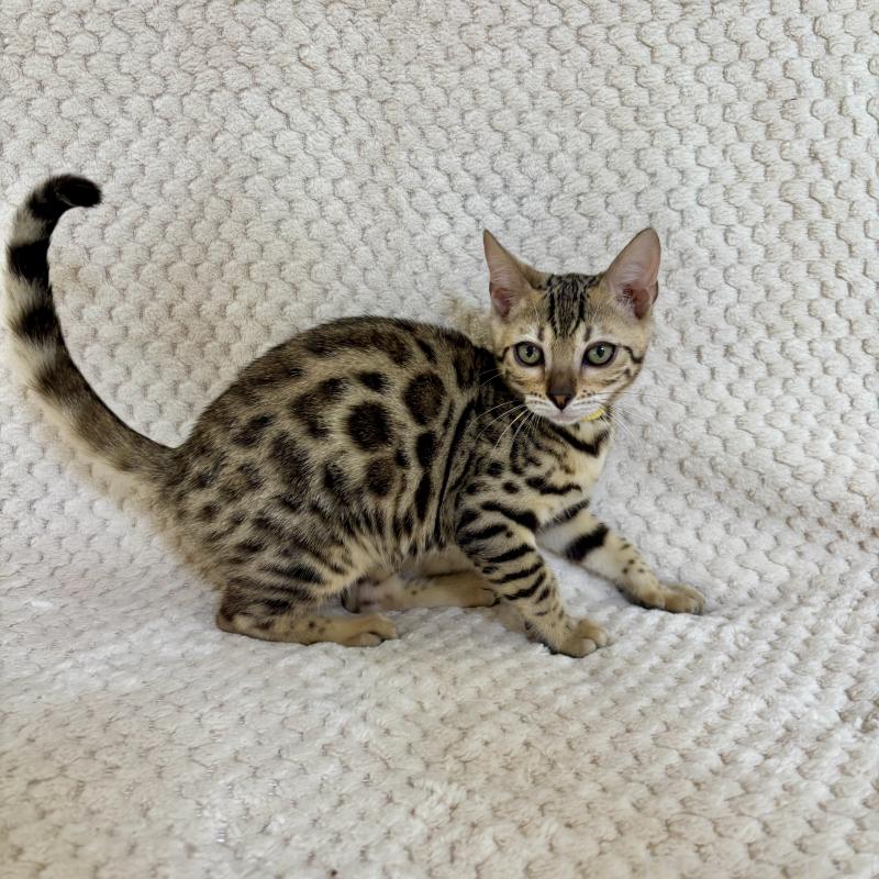 販売中の福岡県のベンガル-123796の2枚目