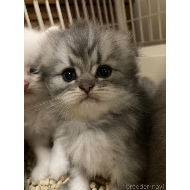 販売中の三重県のスコティッシュフォールド(折れ耳)-128491の7枚目