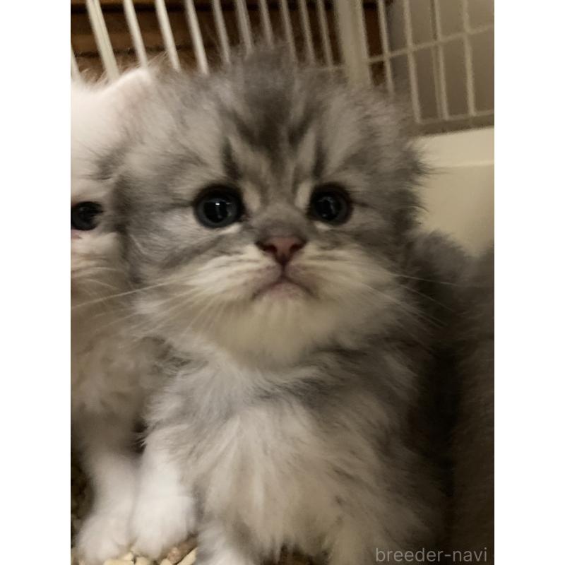 販売中の三重県のスコティッシュフォールド(折れ耳)-128491の6枚目