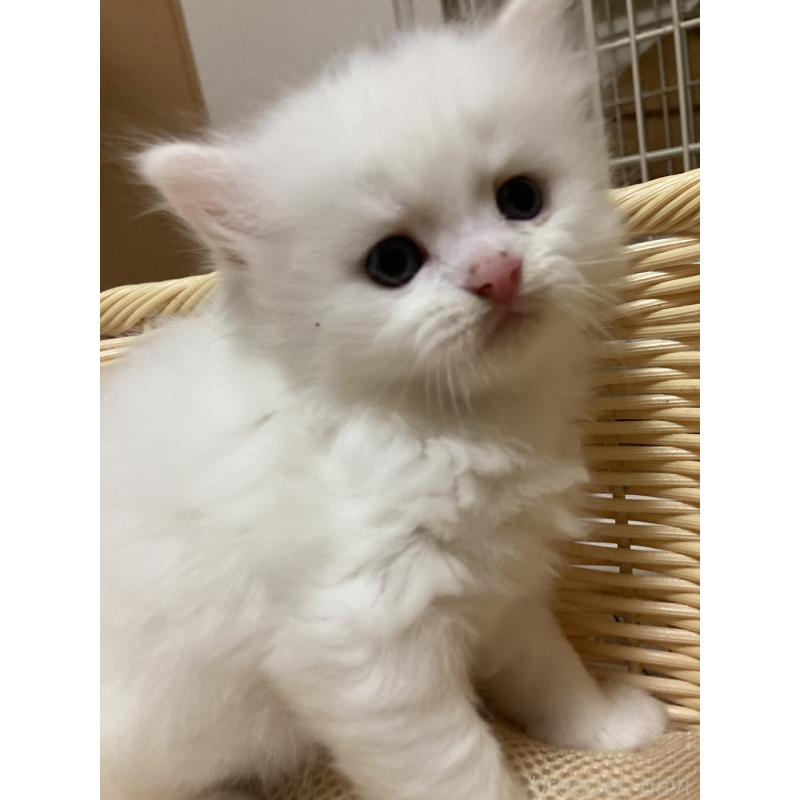 販売中の三重県のスコティッシュフォールド-128495の6枚目