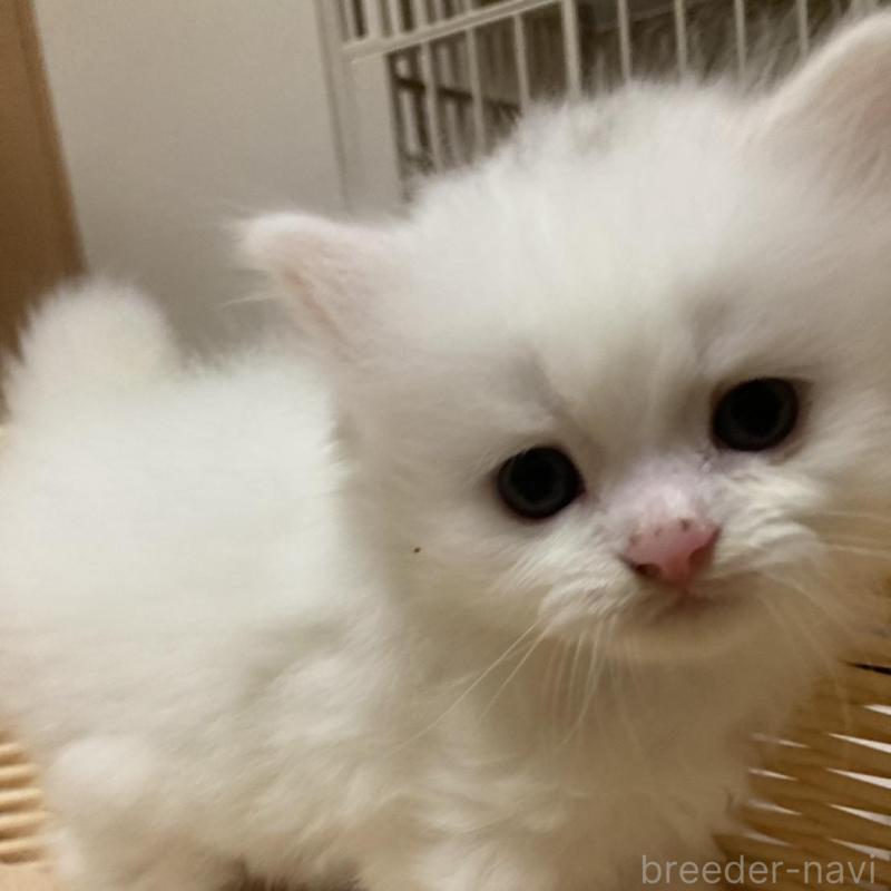 販売中の三重県のスコティッシュフォールド-128495