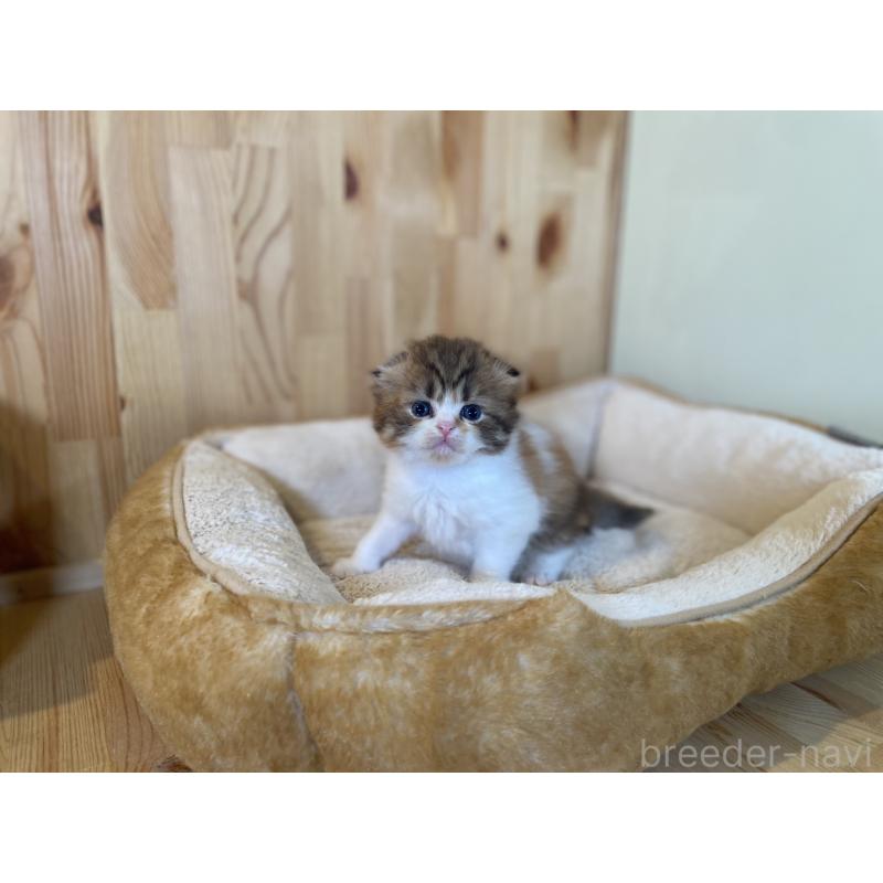 販売中の長野県のスコティッシュフォールド(折れ耳)-128508の4枚目