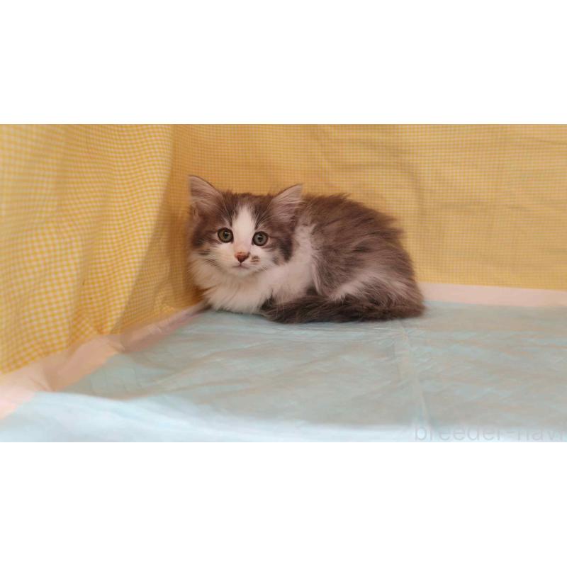 販売中の東京都のノルウェージャンフォレストキャット-131372の4枚目