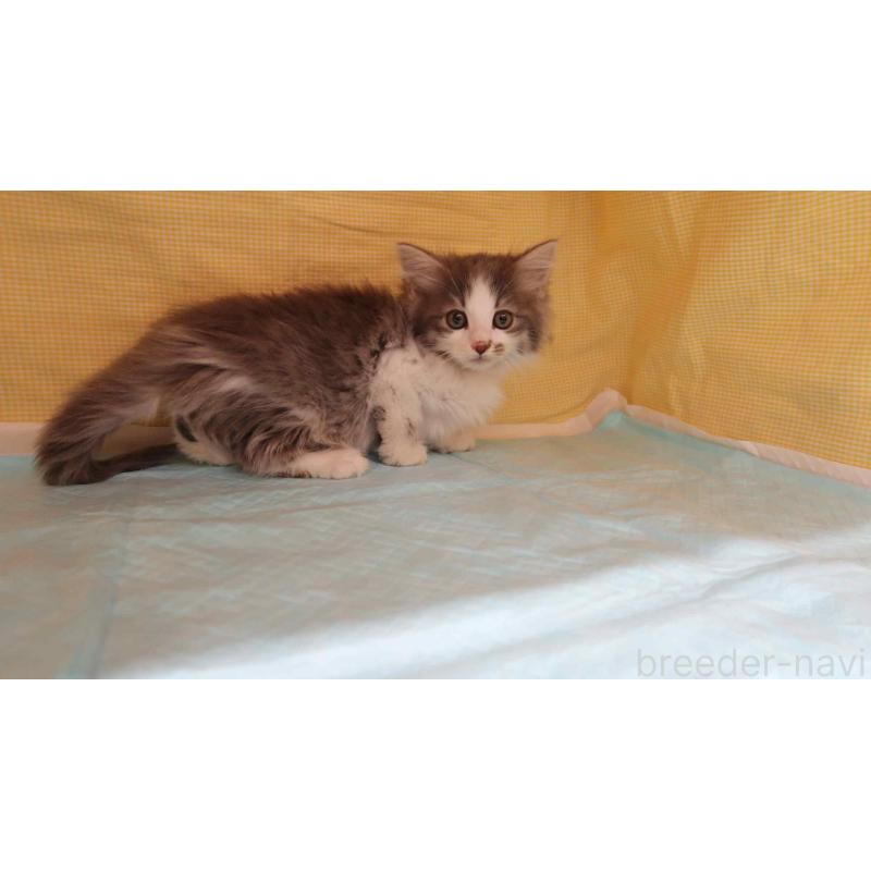 販売中の東京都のノルウェージャンフォレストキャット-131372の3枚目