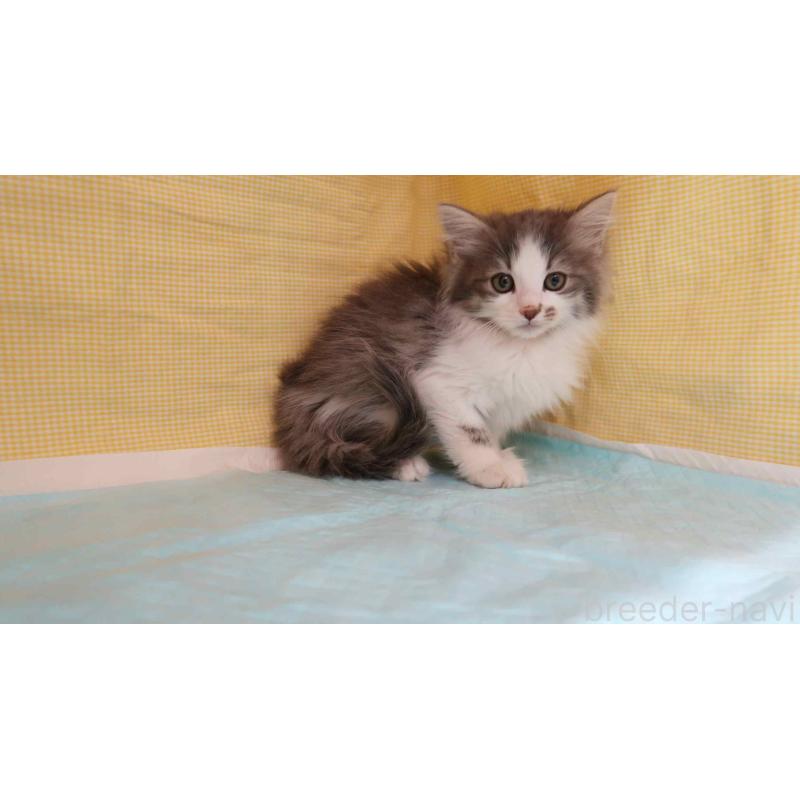 販売中の東京都のノルウェージャンフォレストキャット-131372の2枚目