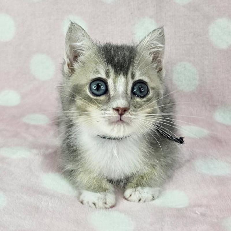 販売中の千葉県のマンチカン-128515の1枚目