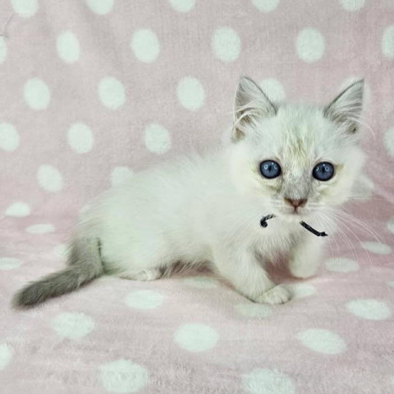 販売中の千葉県のマンチカン-128516の3枚目