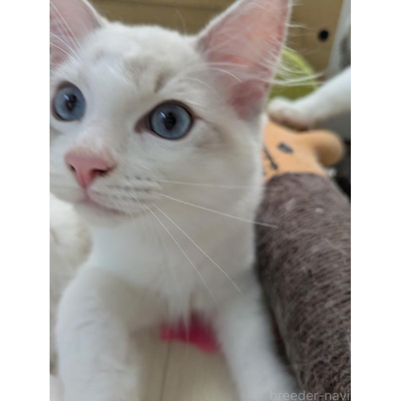 販売中の大阪府のラグドール-123691の3枚目