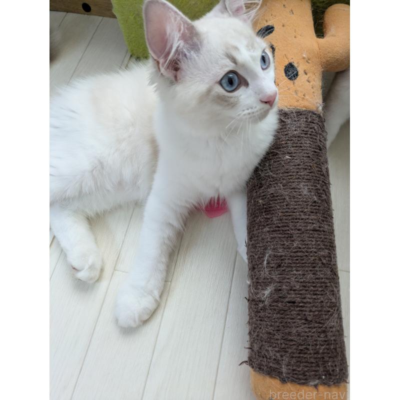 販売中の大阪府のラグドール-123691の2枚目