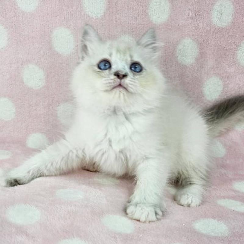販売中の千葉県のマンチカン-128517の6枚目