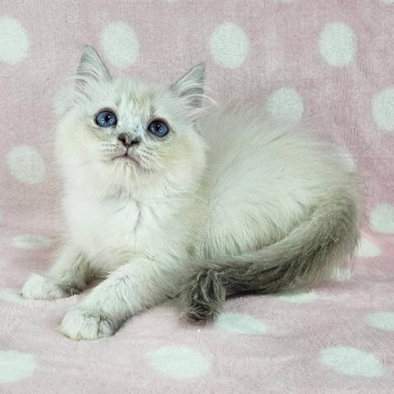 販売中の千葉県のマンチカン-128517の1枚目