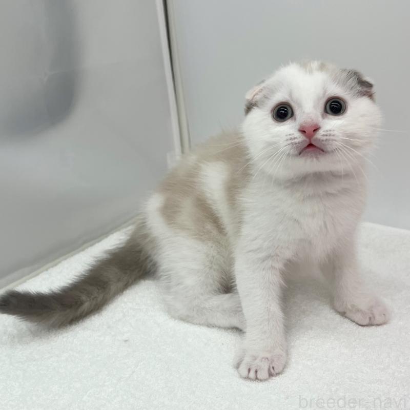 販売中の愛知県のスコティッシュフォールド(折れ耳)-128518の2枚目