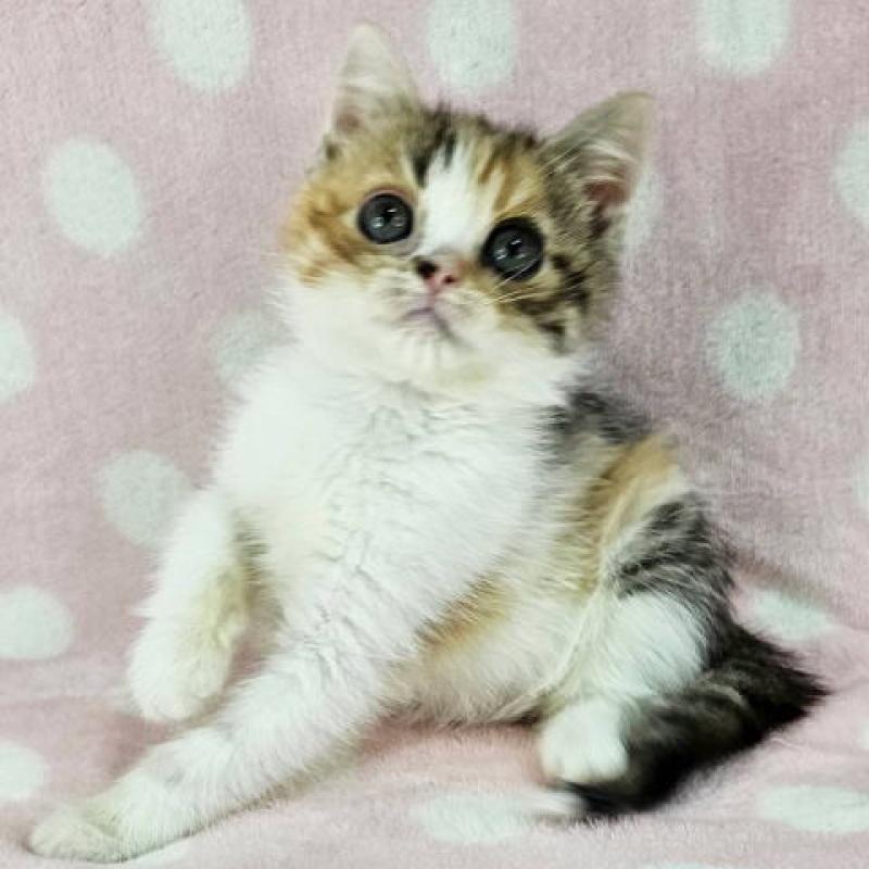 販売中の千葉県のマンチカン-128519