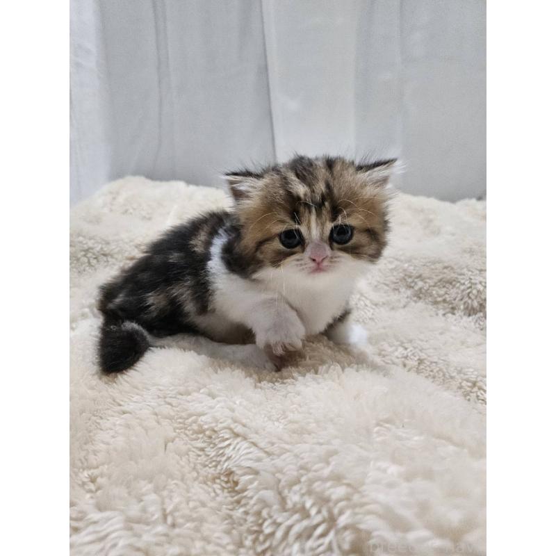 販売中の大阪府のマンチカン(短足)-128525の2枚目