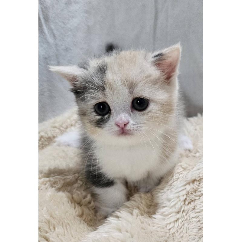 販売中の大阪府のマンチカン(短足)-128527の6枚目
