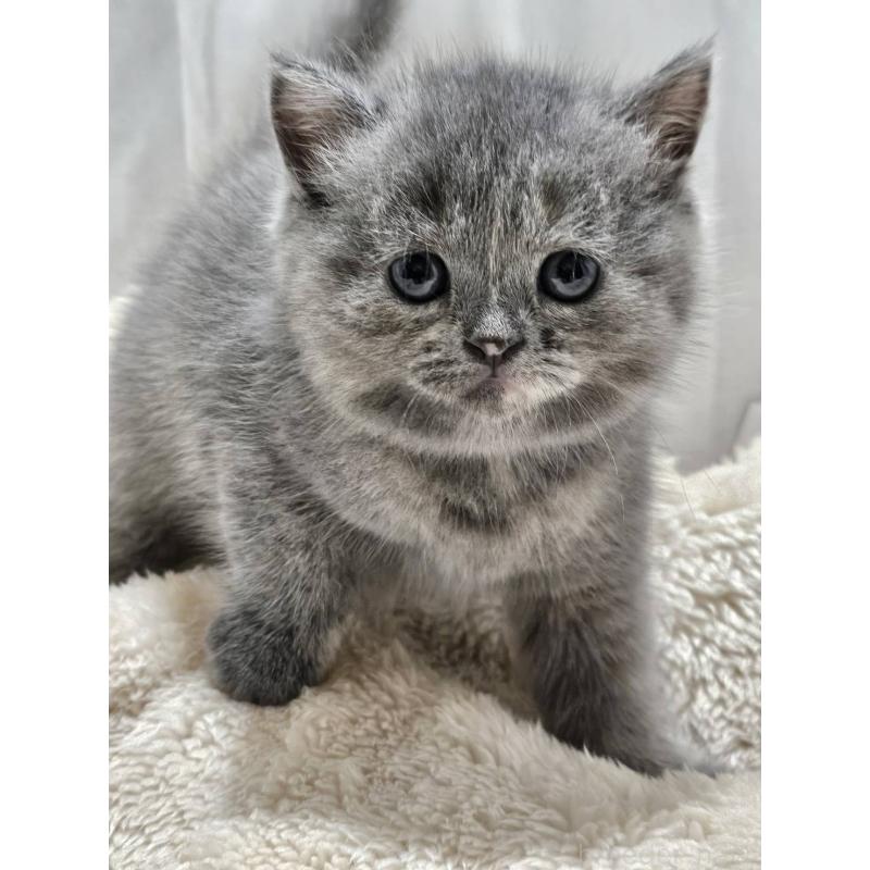 販売中の大阪府のマンチカン-128530の2枚目