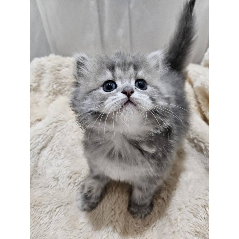販売中の大阪府のマンチカン-128531の6枚目