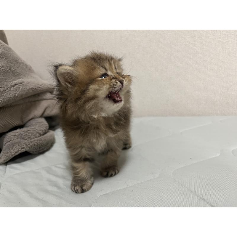 販売中の愛知県のペルシャ(チンチラ)-128152の4枚目