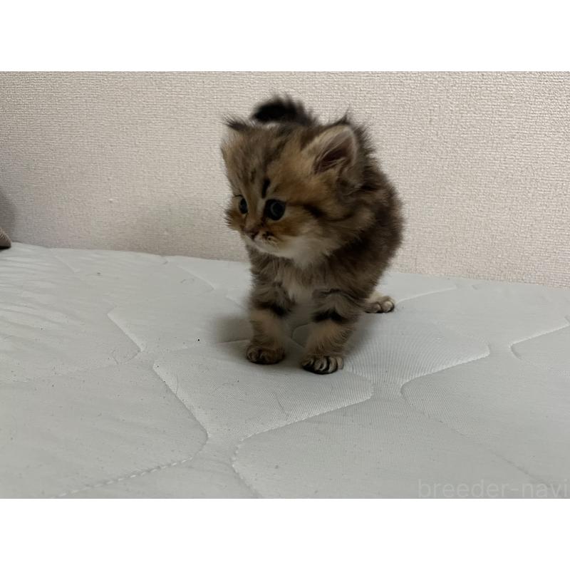 販売中の愛知県のペルシャ(チンチラ)-128151の5枚目