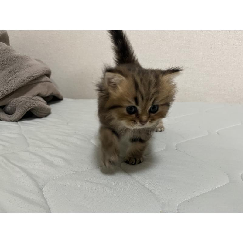 販売中の愛知県のペルシャ(チンチラ)-128151の4枚目