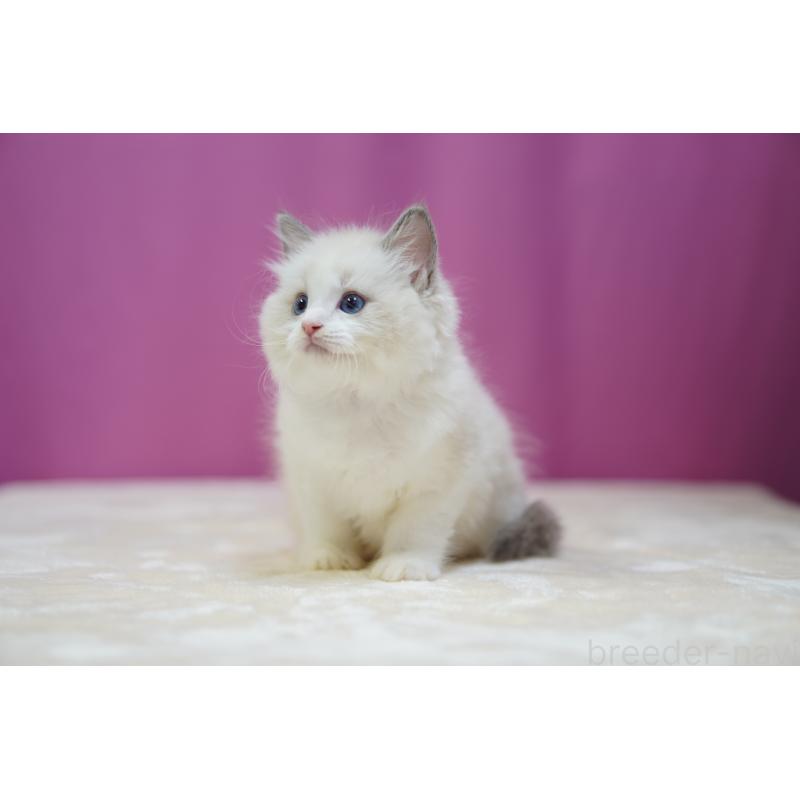 販売中の埼玉県のラグドール-127556の5枚目