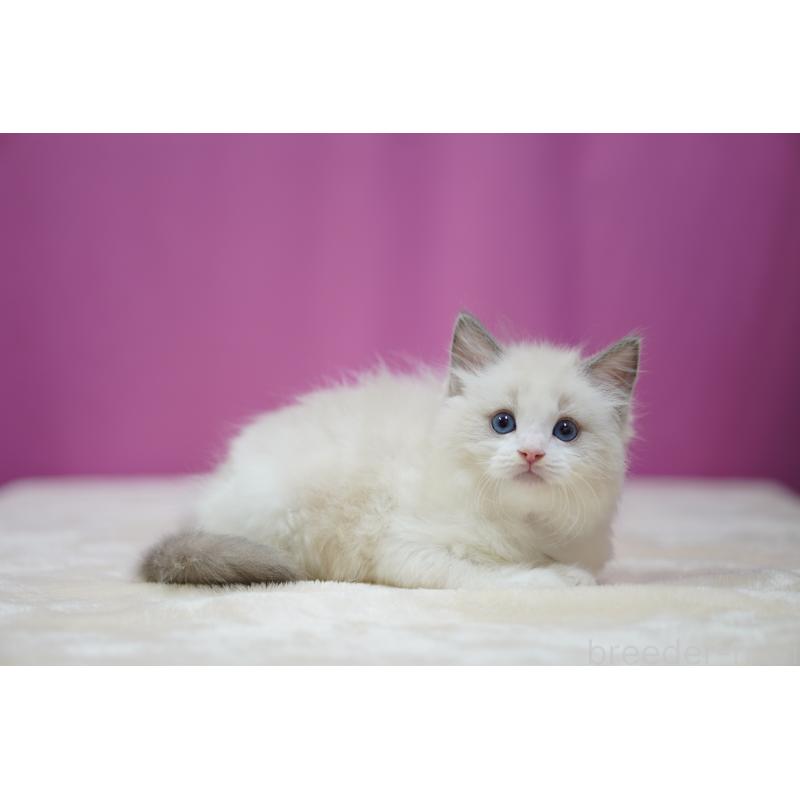 販売中の埼玉県のラグドール-127556の2枚目