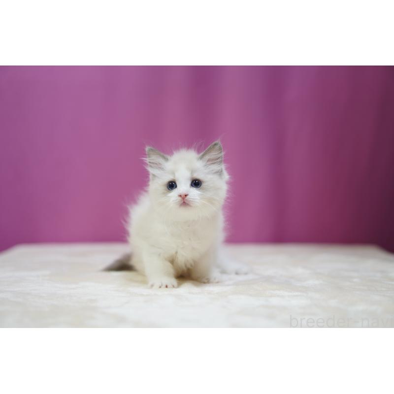 成約済の埼玉県のラグドール-127553の10枚目