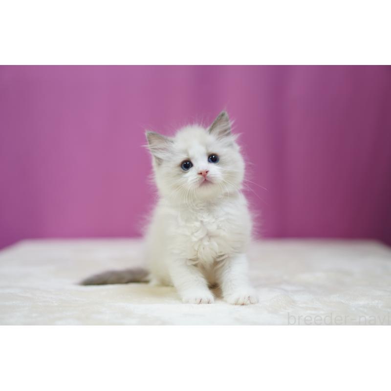 成約済の埼玉県のラグドール-127553の9枚目