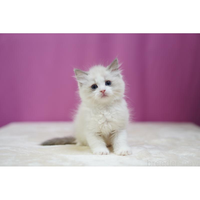 成約済の埼玉県のラグドール-127553の8枚目